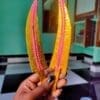 Buy Nagarjun besh part form justkalinga.com